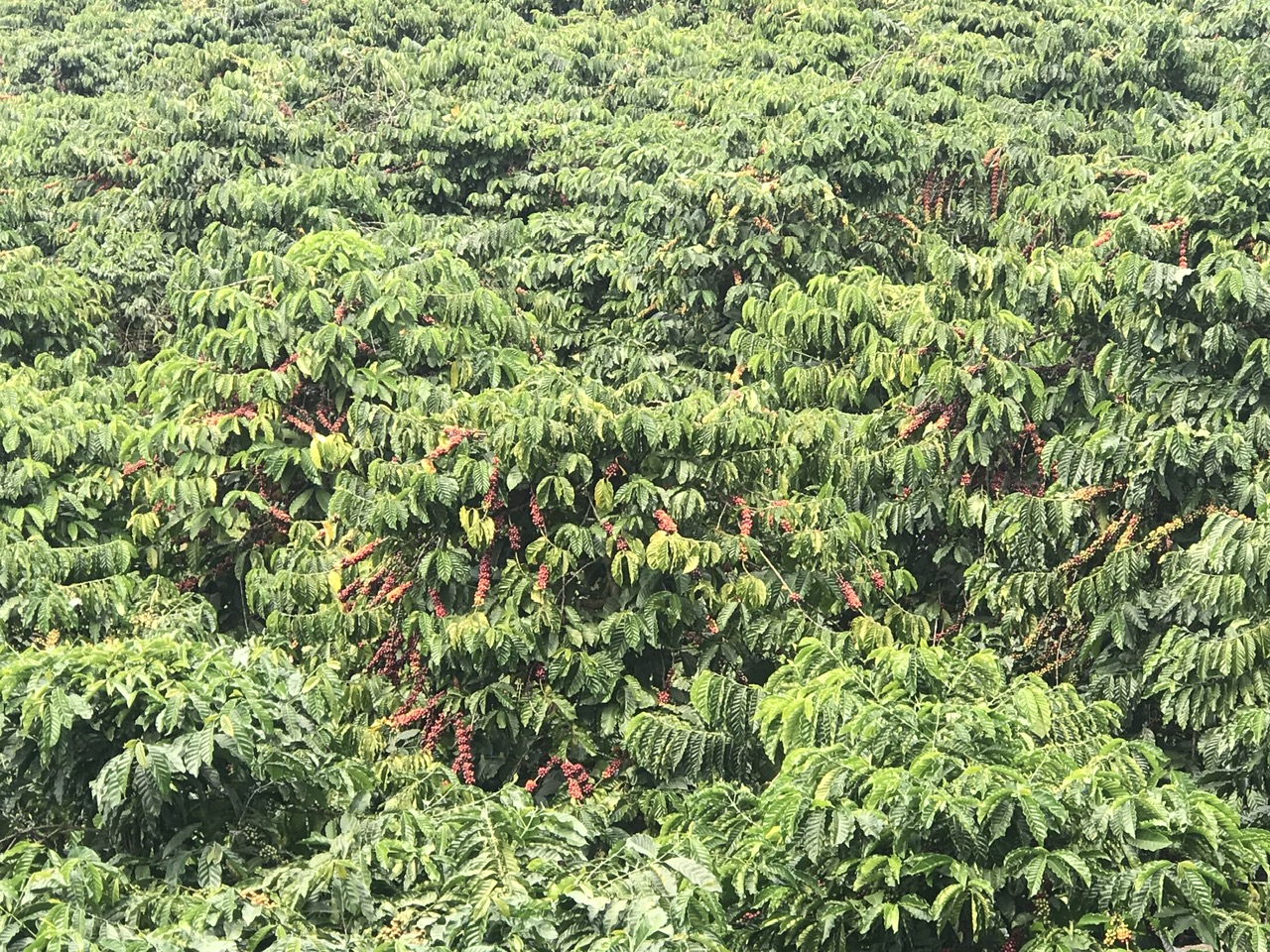 Coffee plantation in Da Lat