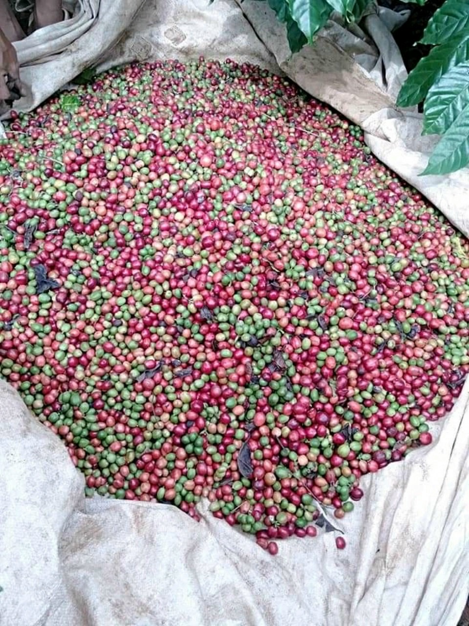 Coffee trees with green beans