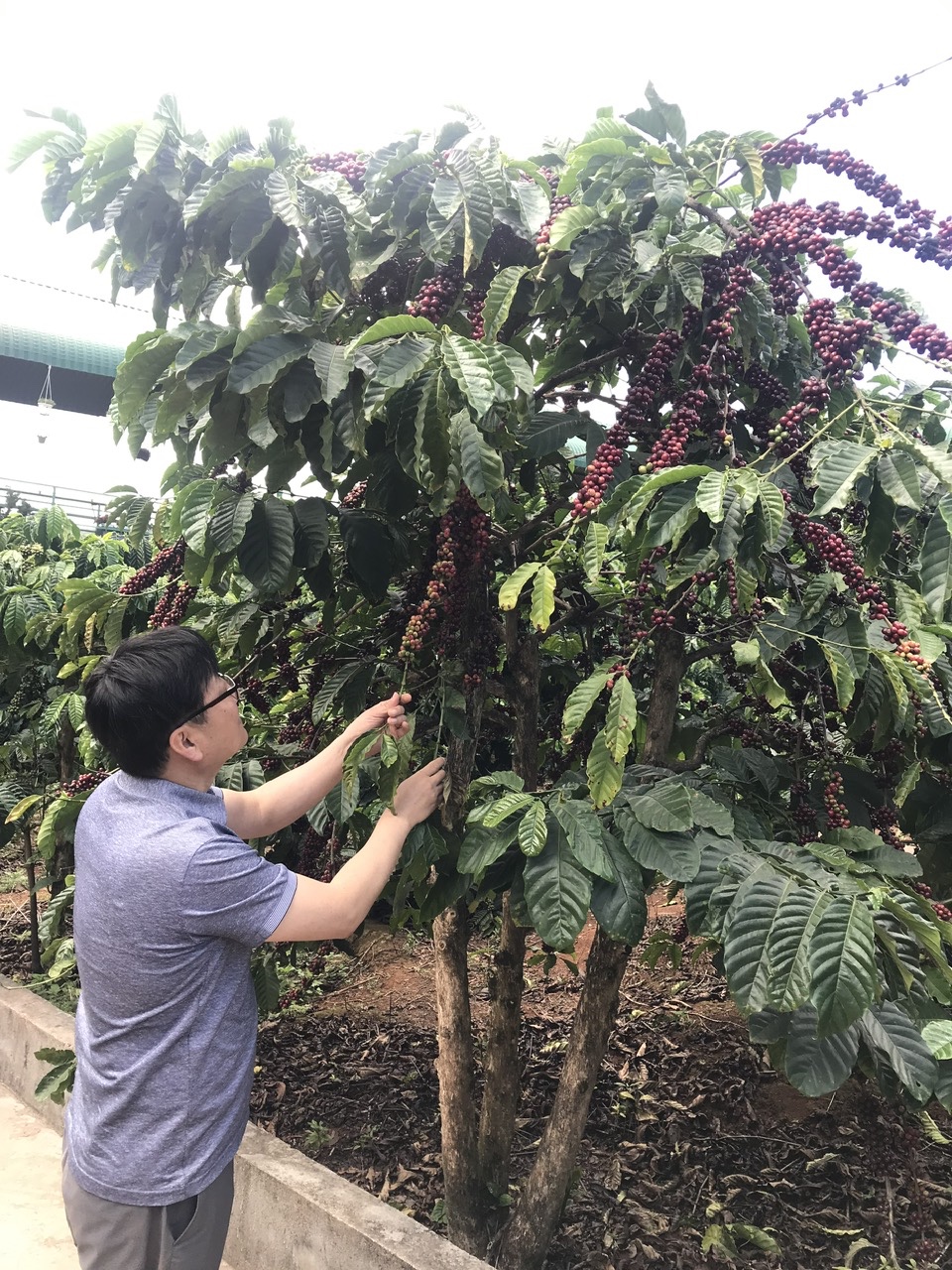 Coffee plantation landscape