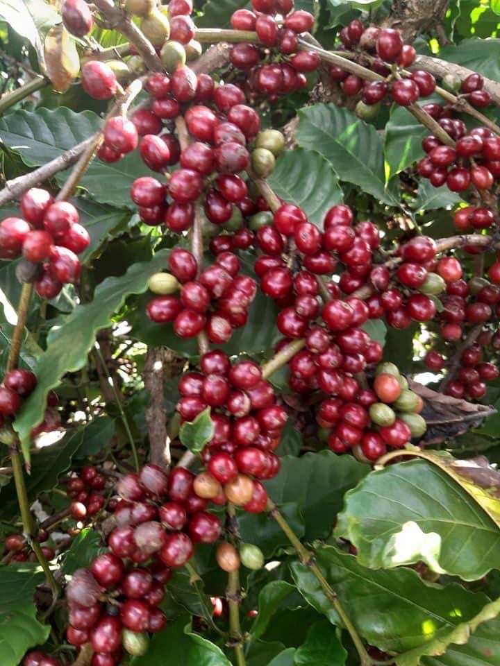 Coffee plants with ripe cherries