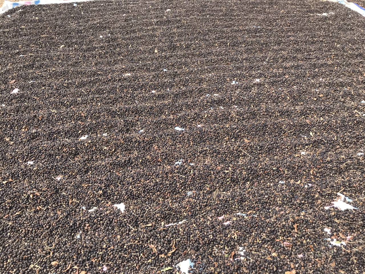 Coffee cherry harvesting process