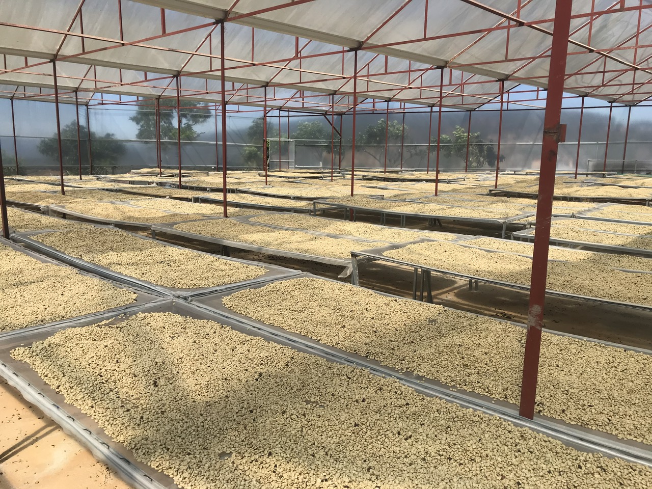Sorting coffee cherries