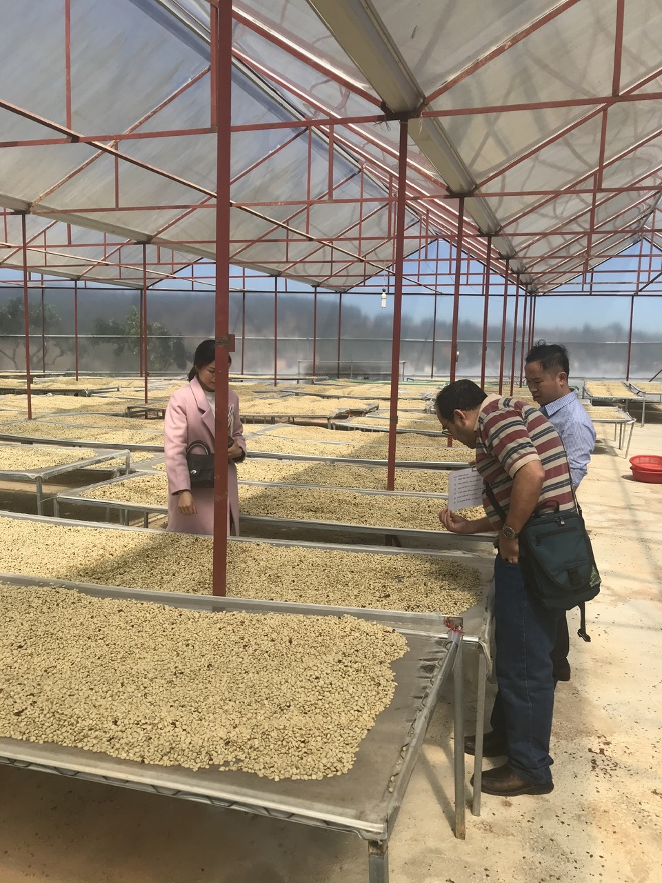 Initial processing of coffee cherries