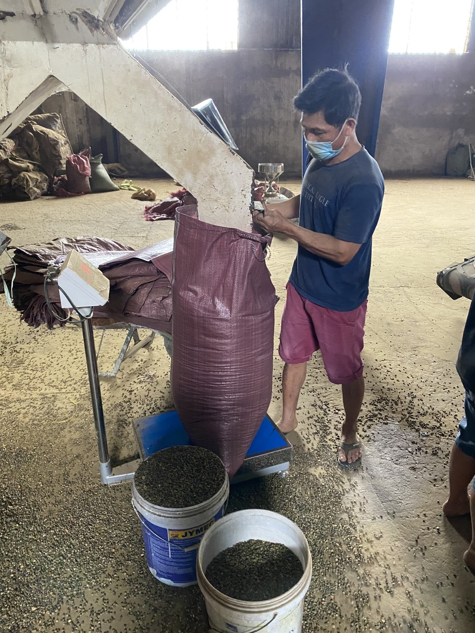 Drying coffee beans in the sun