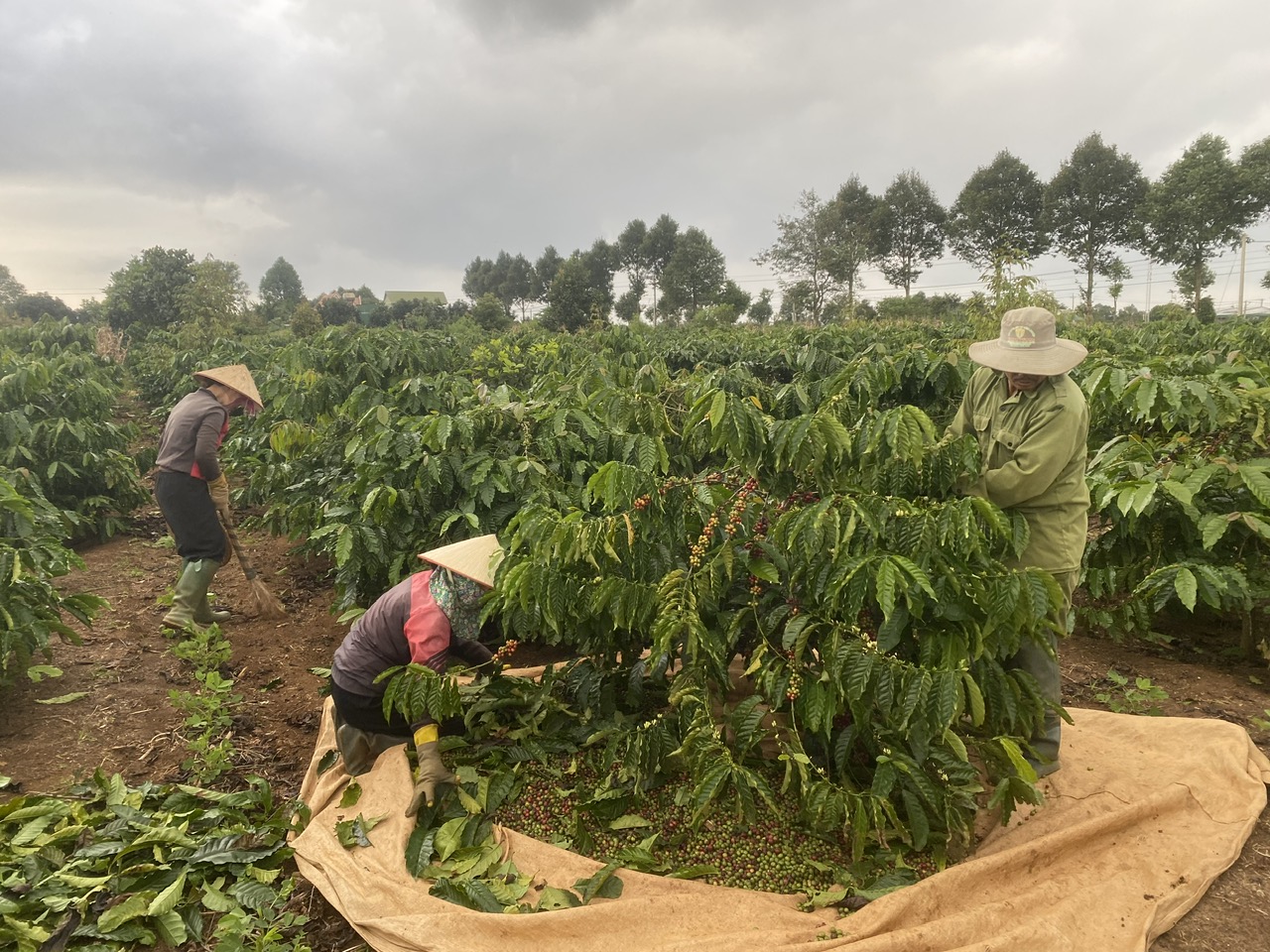 Coffee bean processing